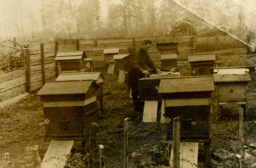 Ліс Чорний ліс біля села Рибне