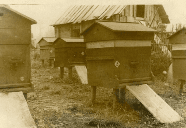 Історичне фото вуликів